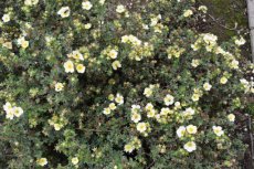 Potentilla fruticosa 'Tilford Cream'  - crème-Ganzerik 25-30 C3