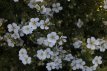 Potentilla fruticosa 'White Lady®' 30/40 C4 Potentilla fruticosa 'White Lady®' - Ganzerik  30-40 C4