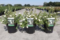 Potentilla fruticosa 'White Lady®' - Ganzerik  30-40 C4