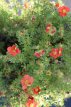 Potentilla 'Gibson’s Scarlet' Potentilla hybr. ‘Gibson’s Scarlet’ | Ganzerik 35 P9