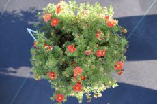 Potentilla hybr. ‘Gibson’s Scarlet’ | Ganzerik 35 P9