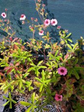 Potentilla nepalensis ‘Miss Willmott’ | Ganzerik 50 P9