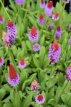 Primula vialii 40 P9 Primula vialii | Sleutelbloem 40 P9