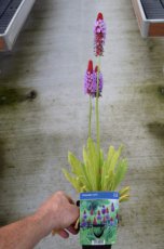 Primula vialii | Sleutelbloem 40 P9