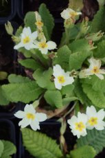 Primula vulgaris(=Acaulis) | Sleutelbloem 10 P9