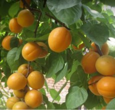 Prunus armeniaca 'Goldrich' HALFSTAM | Abrikoos C7
