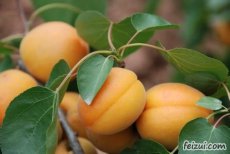 Prunus armeniaca 'Kioto'® | Abrikoos C7