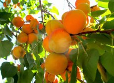 Prunus armeniaca 'Tyrinthos' | Abrikoos C7