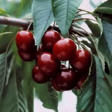 Prunus avium 'Bigarreau Noir' 40 C4 | Patio-kers
