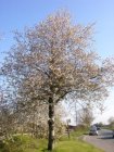 Prunus avium  25 st. 60-90  BW |  WILDE KERS