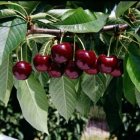 Prunus avium 'Bigarreau Van'  BW  | Kers