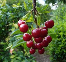 Prunus avium 'Celeste' BW | Kers