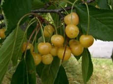 Prunus avium 'Buttner’s Yellow' HALFSTAM  BW | kers