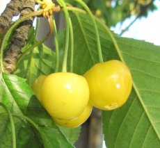 Prunus avium  'Dönissens Gelbe Knorpelkirsche' BW | Kers