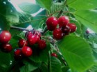 Prunus avium 'Early Rivers'  BW  | Kers