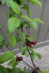 Prunus avium 'Kordia' - patio Prunus avium 'Kordia' 40 C4 | Patio-kers