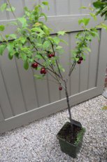 Prunus avium 'Kordia' 40 C4 | Patio-kers