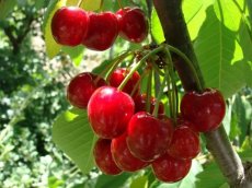 Prunus avium 'Merton Premier' BW | Kers