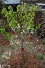 Prunus avium 'Stella' 40 C4 | Patio-kers