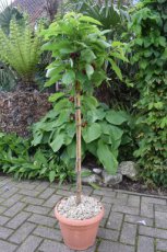Prunus avium 'Sylvia' 80-100 C4 | Dwerg-zuilkers