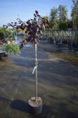 Prunus cerasifera ‘Nigra’(= Pr.pissardii) 12/14 HO C35 KERSPRUIM