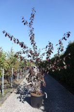 Prunus cerasifera 'Trailblazer' (meerstammig) 150-175 C30 KERSPRUIM