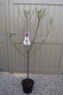 Prunus domestica 'Aprimira'® HA C10 Prunus domestica 'Aprimira'® | Pruim HA  C10