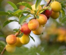 Prunus domestica 'Aprimira'® | Pruim HA  C10