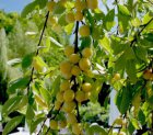 Prunus domestica 'Mirabelle de Nancy' - patio Prunus domestica 'Mirabelle de Nancy'  40 C4 | Patio-mirabel
