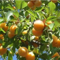 Prunus domestica 'Mirabelle de Nancy'  | Pruim C7