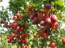 Prunus domestica 'Mirabelle Ruby'® - Stam 50 C4 | Patio-Roodvlezige mirabel-pruim