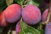 Prunus domestica 'Queen Victoria' - patio Prunus domestica 'Queen Victoria'  25 C2 | Patio-pruim