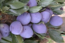 Prunus domestica 'Quetsche d'Alsace' HA C Prunus domestica 'Quetsche d'Alsace' HALFSTAM | Pruim C7