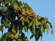 Prunus dulcis 'Robijn'  | Amandel STR C7