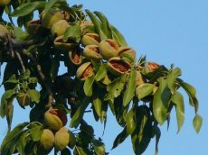 Prunus dulcis 'Robijn' BW | Amandel