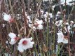 Prunus dulcis 'Tuono' | Amandel HA C10 Prunus dulcis 'Tuono'  | Amandel HA C10
