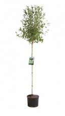 Prunus eminens 'Umbraculifera' - 6/8 HA C10  BOLPRUNUS