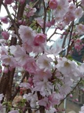 Prunus hybr. 'Accolade' - Japanse kerselaar -Stam 120 - C10