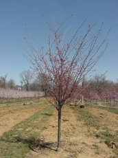 Prunus hybr. 'Accolade'  6/8  HA JAPANSE KERSELAAR