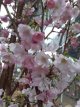 Prunus hybr.'Accolade' 8/10 HO Prunus hybr. 'Accolade' 8/10  HO JAPANSE KERSELAAR