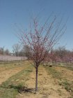 Prunus hybr. 'Accolade' 8/10  HO JAPANSE KERSELAAR