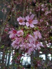 Prunus hybr.'Okame' - Japanse kerselaar 100-125 C12