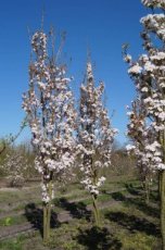 Prunus hybr.'Umineko' 8/10 HO JAPANSE KERSELAAR