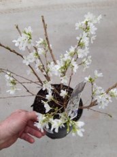 Prunus incisa 'Midori-zakura'(=Yamadei) -  - Sierkers 30-40 C4