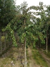 Prunus serrulata ‘Kiku-shidare-zakura’ 10/12 HO C30 KERS-SIERKERS