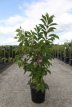 Prunus 'Kursar' 100/125 C12 Prunus 'Kursar' - Sierkers 100-125 C12