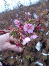 Prunus 'Kursar' - Sierkers 100-125 C12