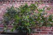 Prunus laurocerasus 'Novita' (leivorm) 6/8 Prunus laurocerasus 'Novita'=WINTERGROEN (leivorm) 6/8 C18 | LAURIERKERS