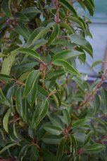 Prunus lus. ‘Angustifolia’ 100/125 Mot Prunus lusitanica ‘Angustifolia’ - Portugese laurierkers  100-125  Mot