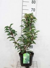 Prunus lusitanica 'Brenelia'® - Portugese laurierkers 40-50 C